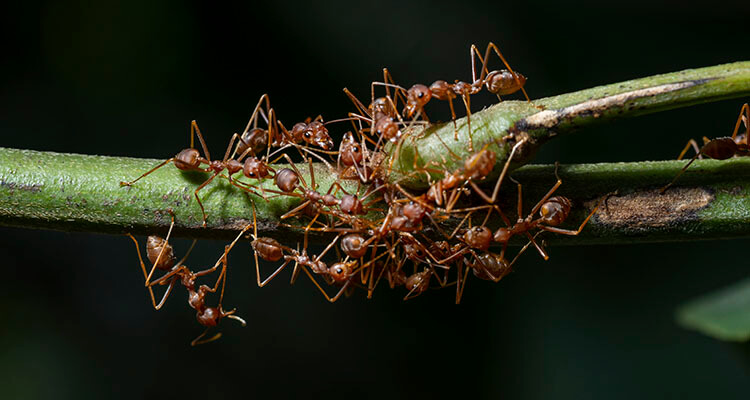 jardinagem controle formigas