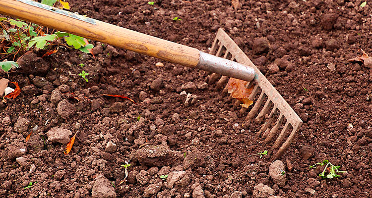 jardinagem retirada pragas